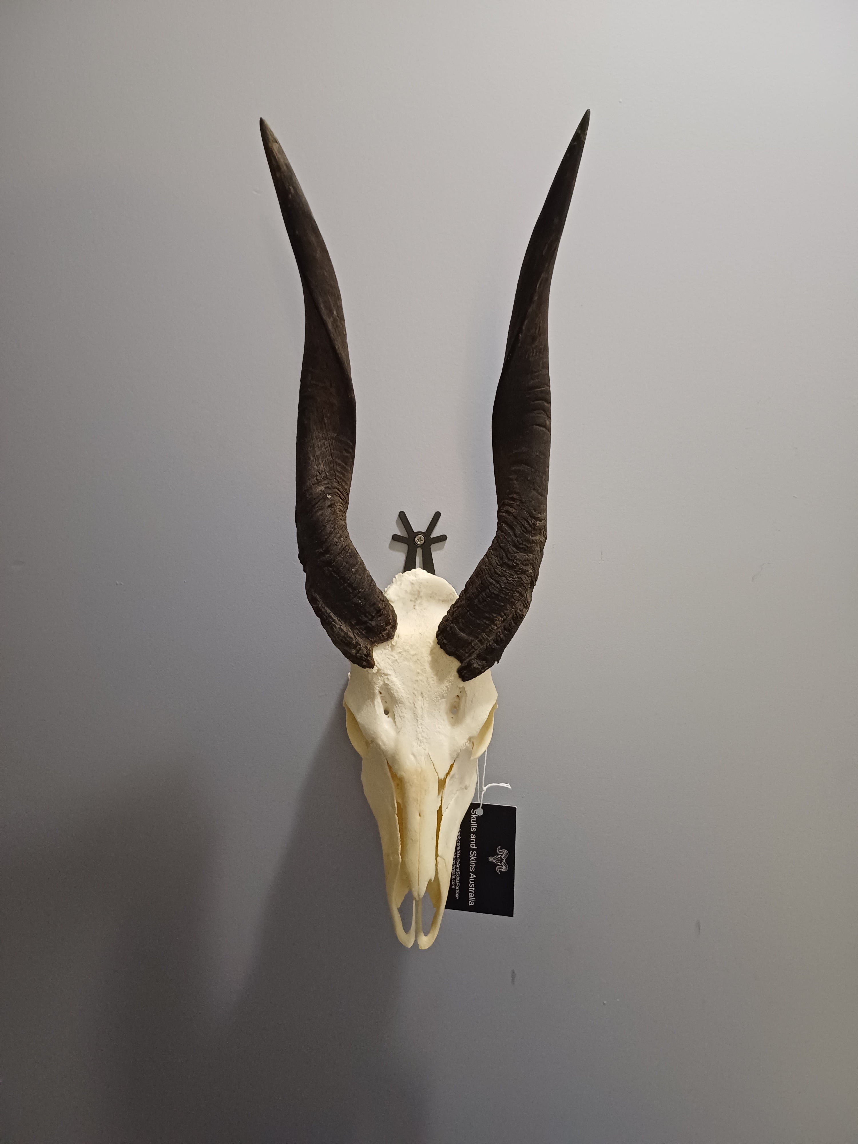 Deer and other Horned Animals SkullsandSkinsForSale