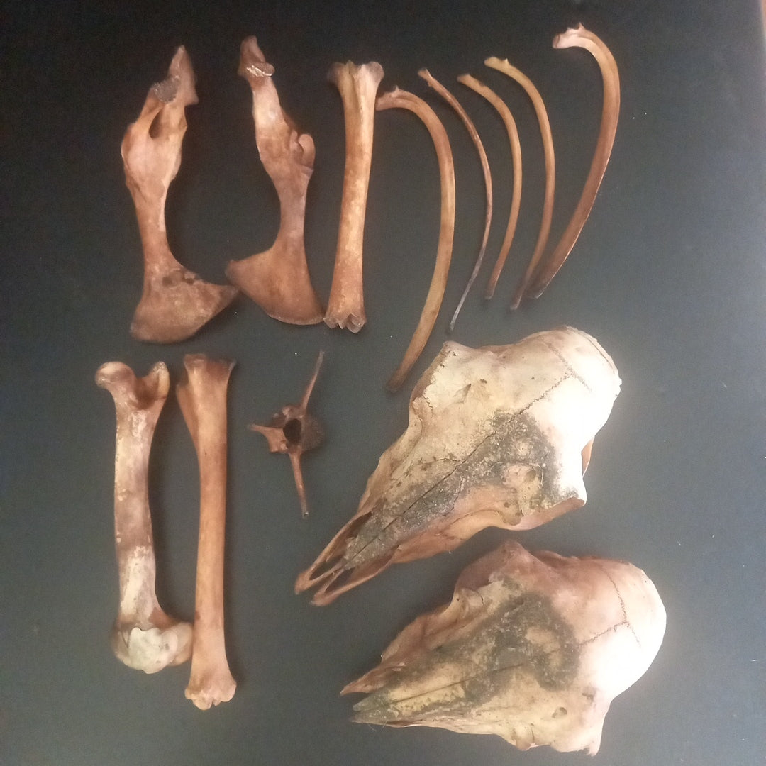 Sheep box of bones