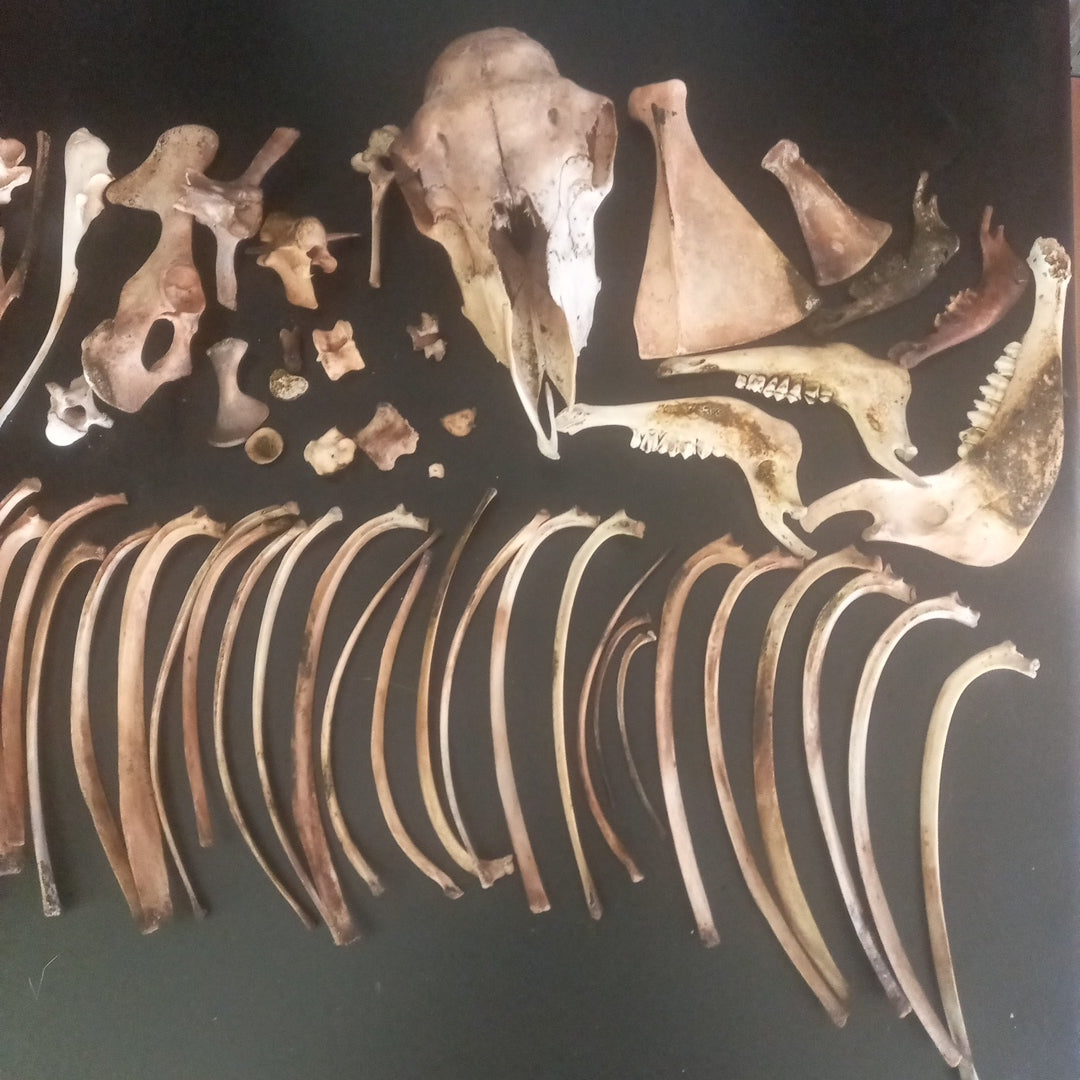 Large sheep box of bones