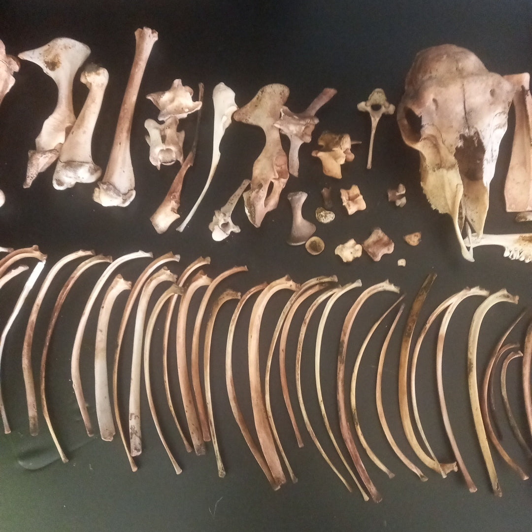 Large sheep box of bones