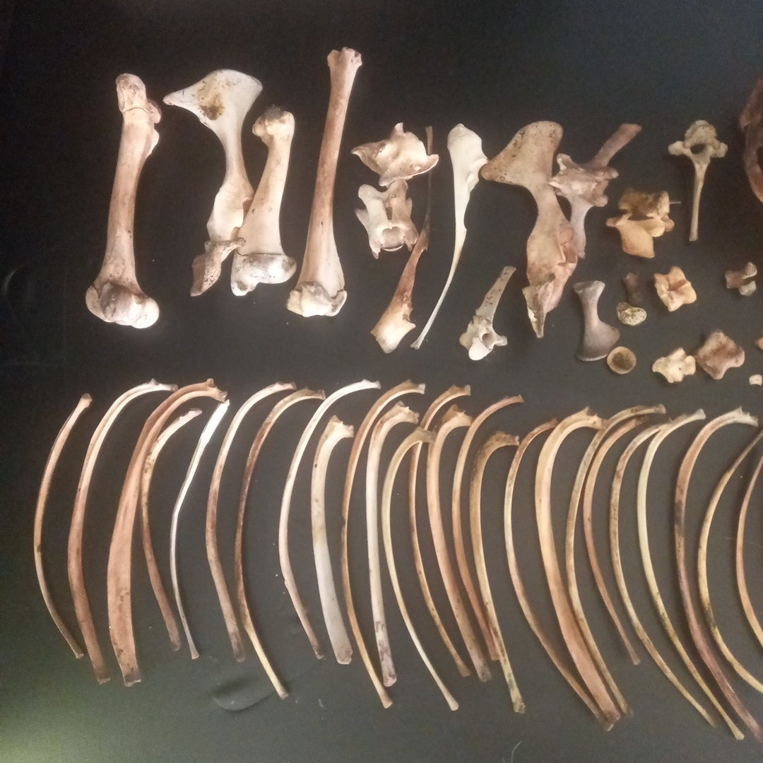 Large sheep box of bones