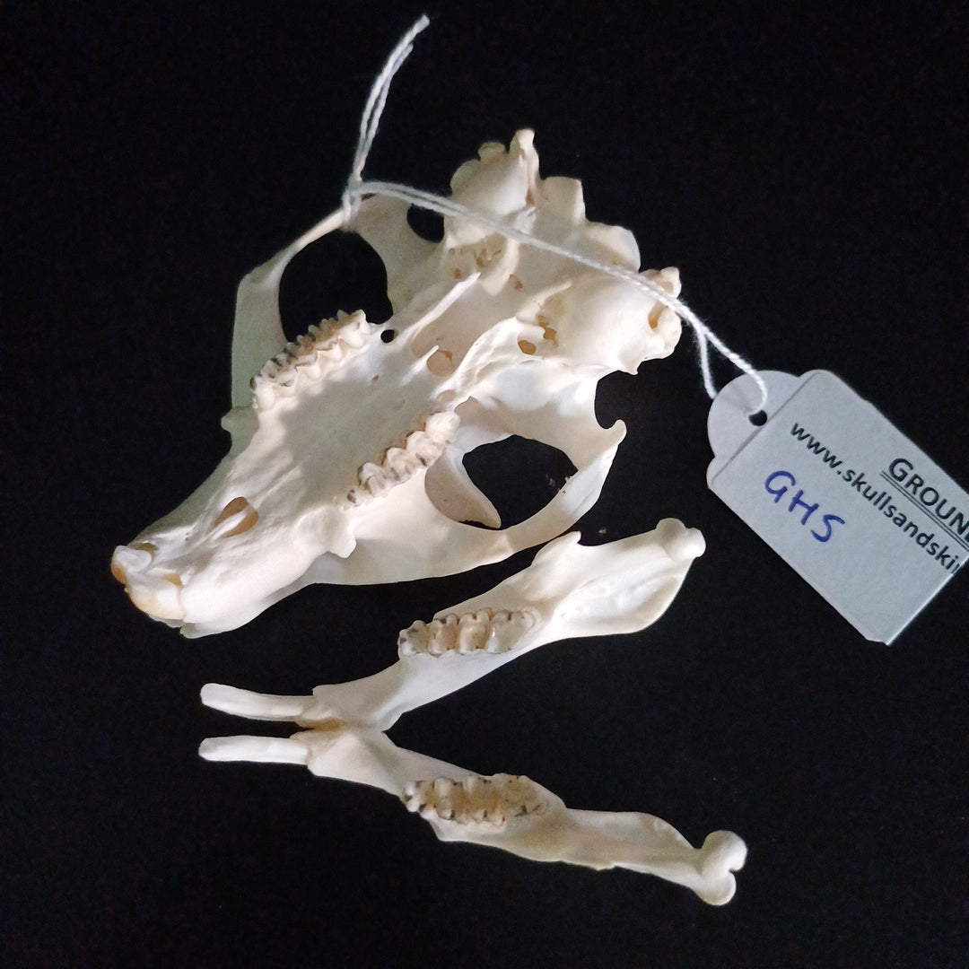 Groundhog Skull