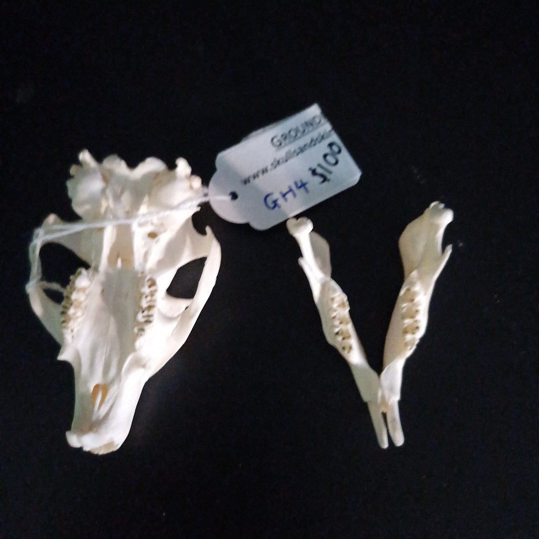 Groundhog Skull