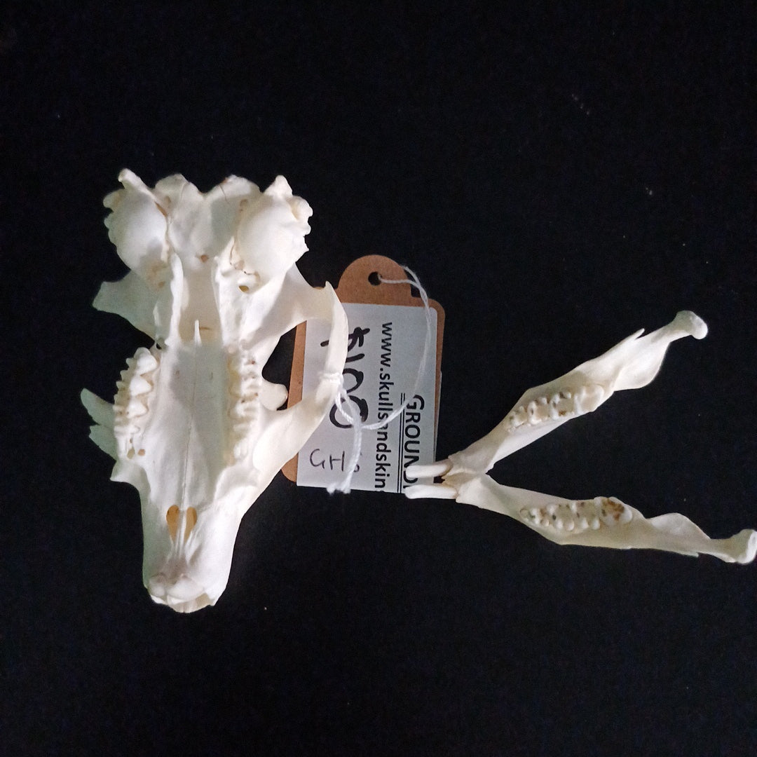 Groundhog Skull