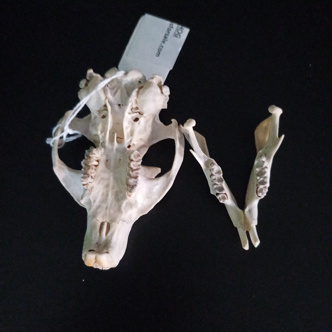 Groundhog Skull
