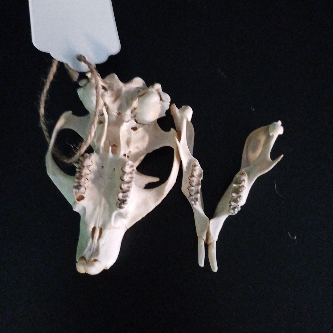 Groundhog Skull