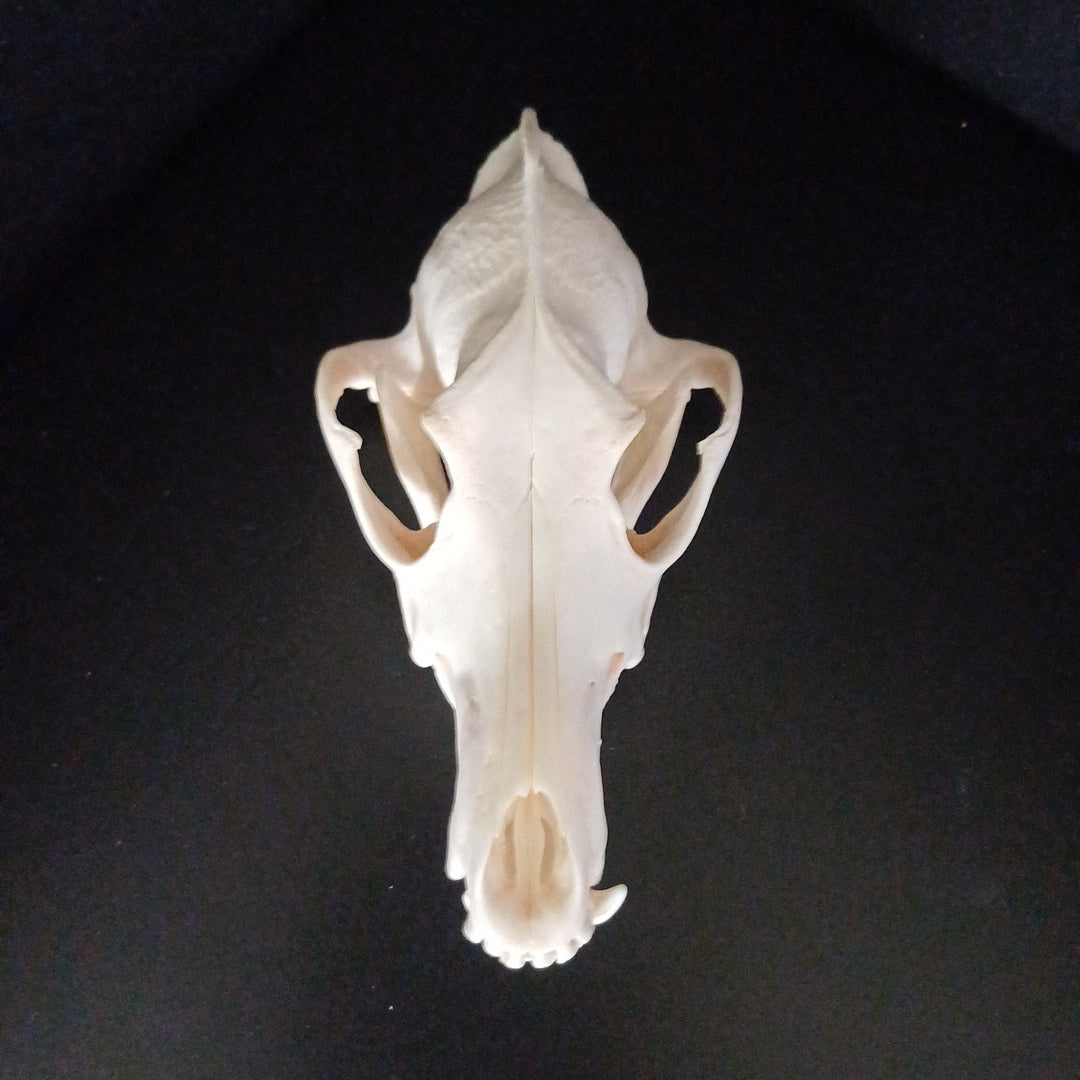 Coyote Skull