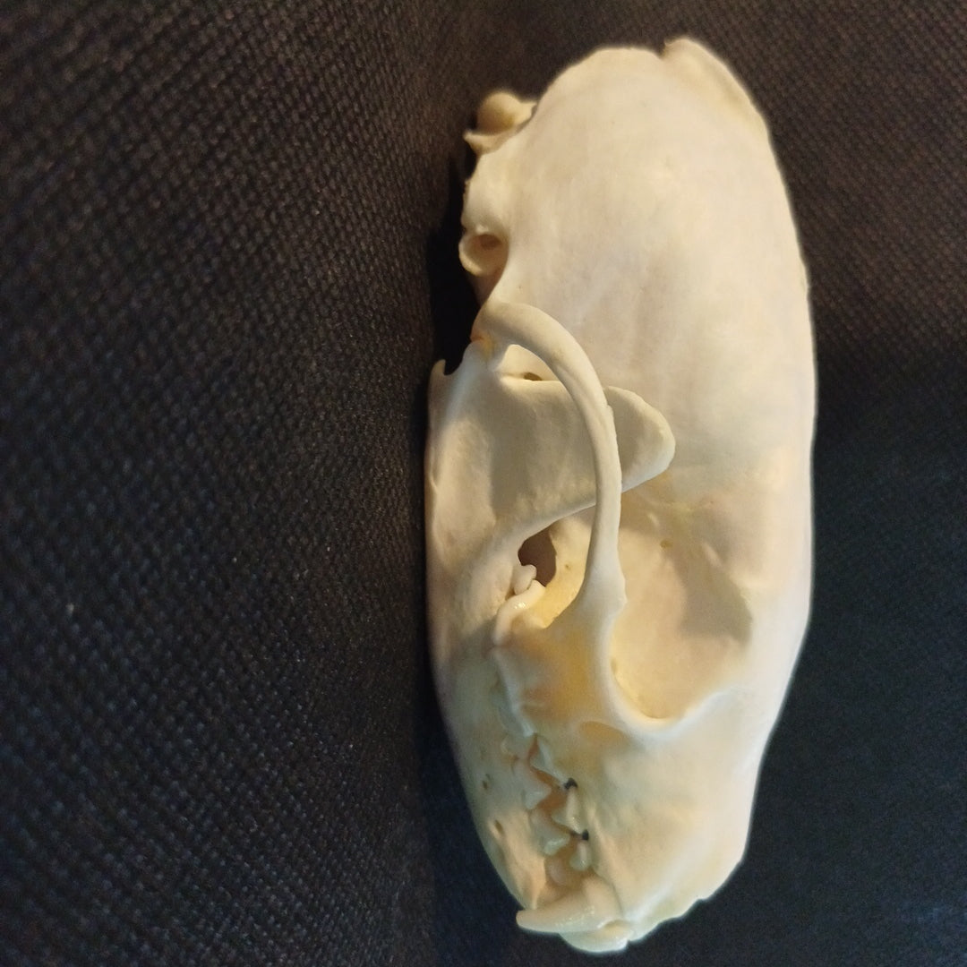 Fisher Skull