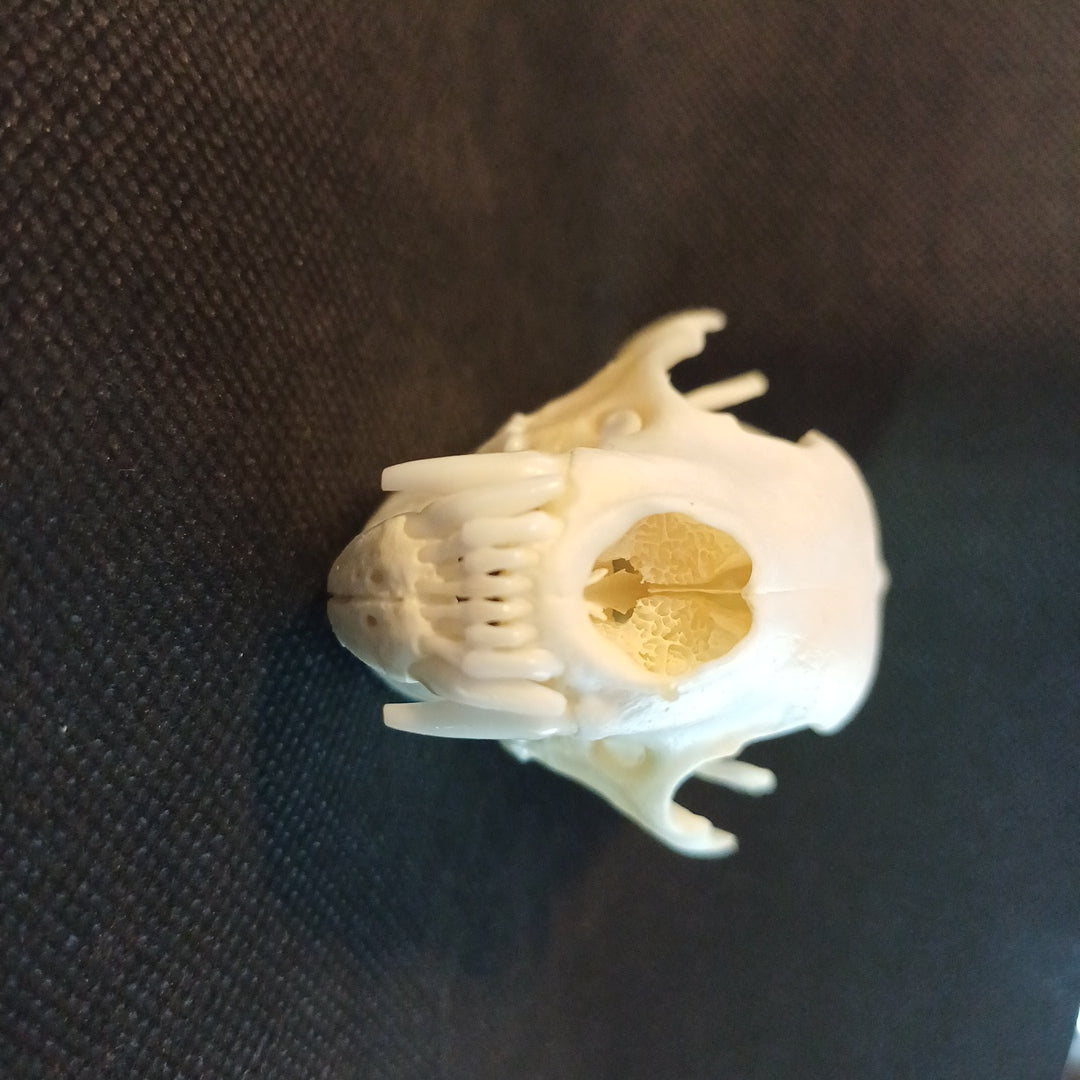 Fisher Skull