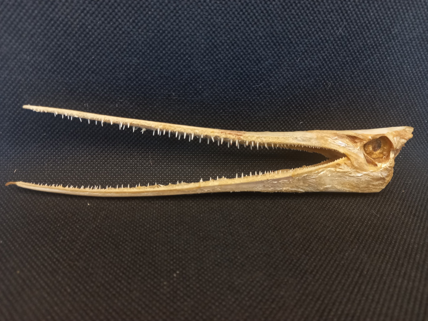 Needle Fish Skull