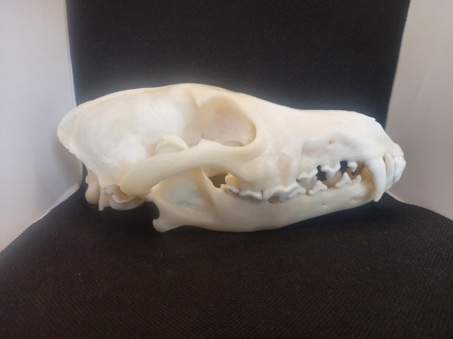 Coyote Skull