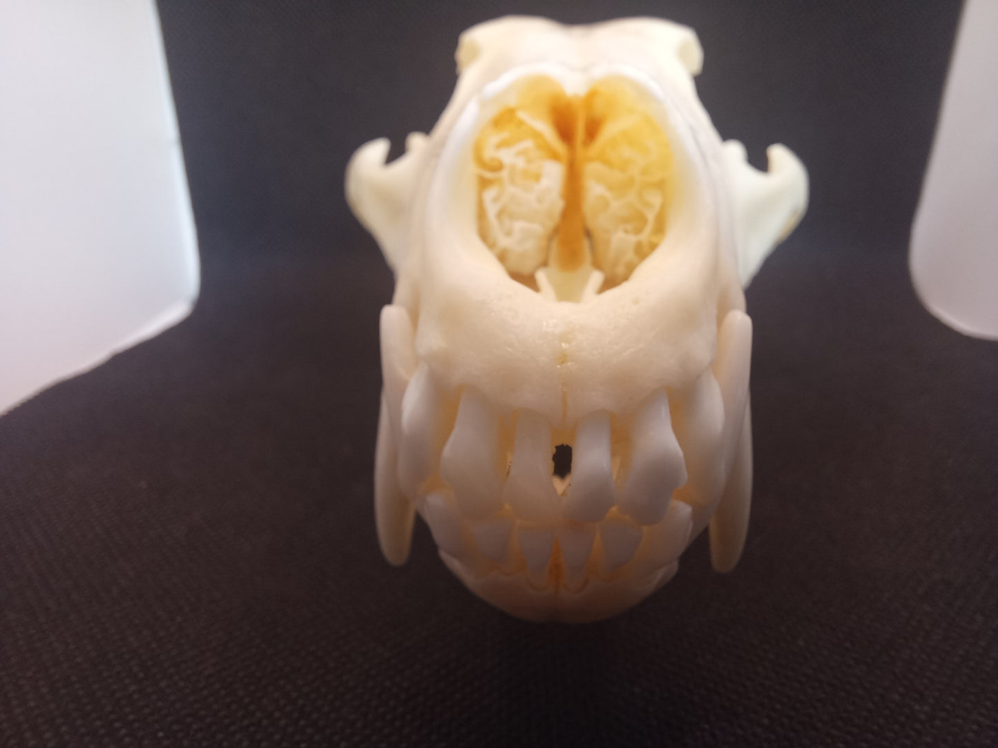 Coyote Skull
