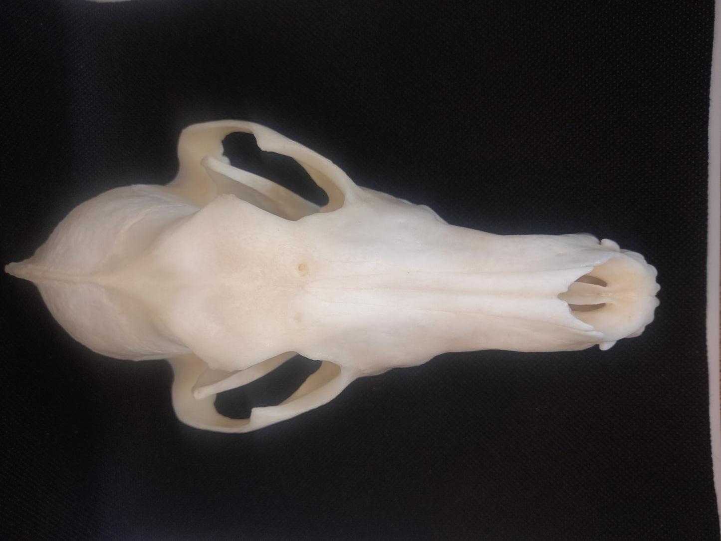 Coyote Skull