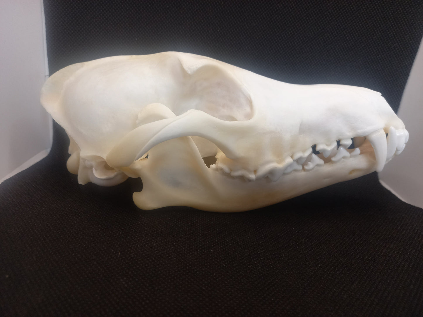 Coyote Skull