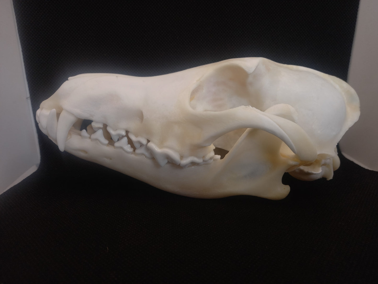 Coyote Skull