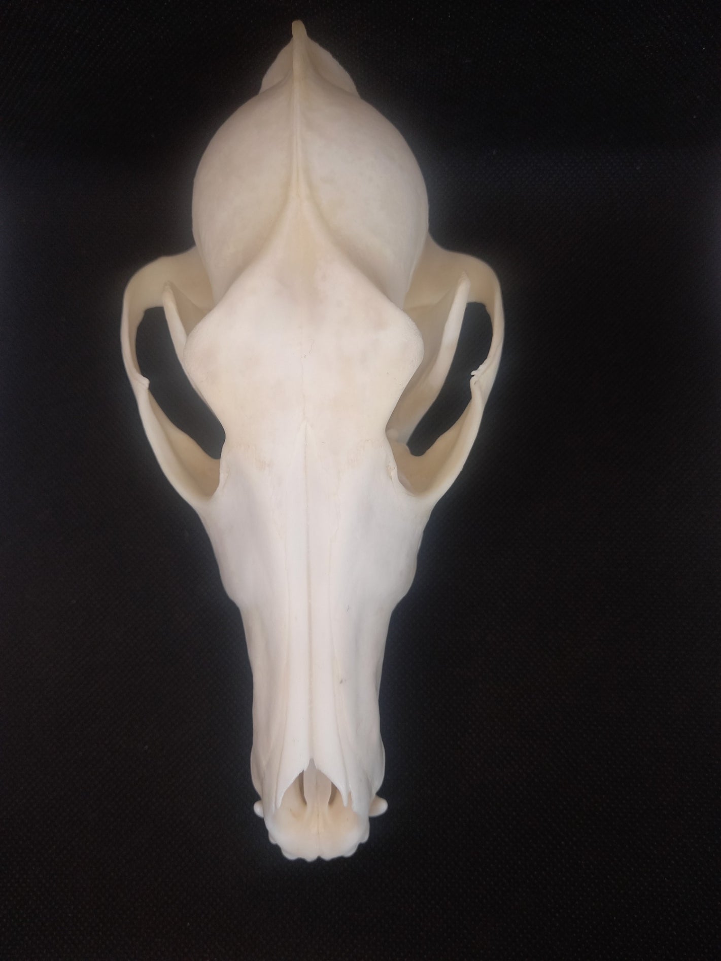 Coyote Skull