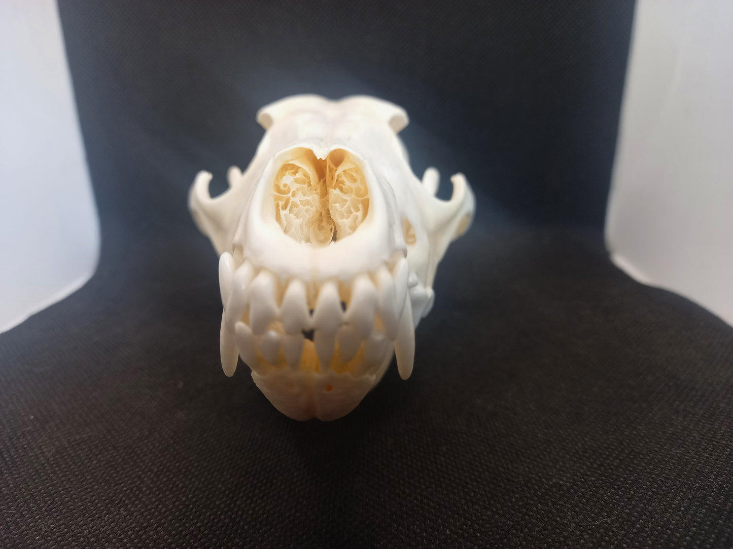 Coyote Skull