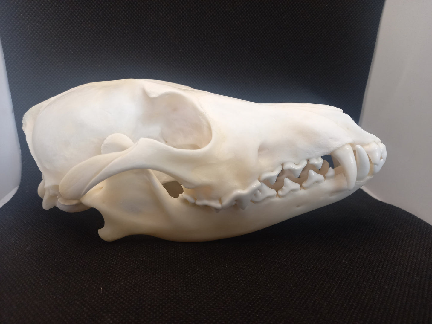Coyote Skull
