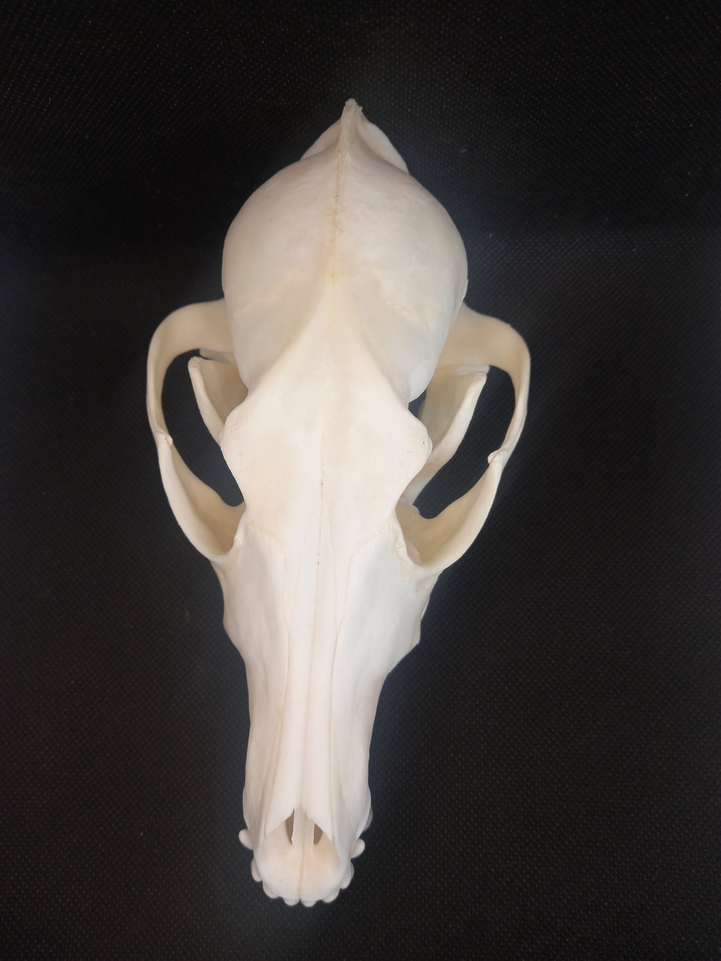 Coyote Skull