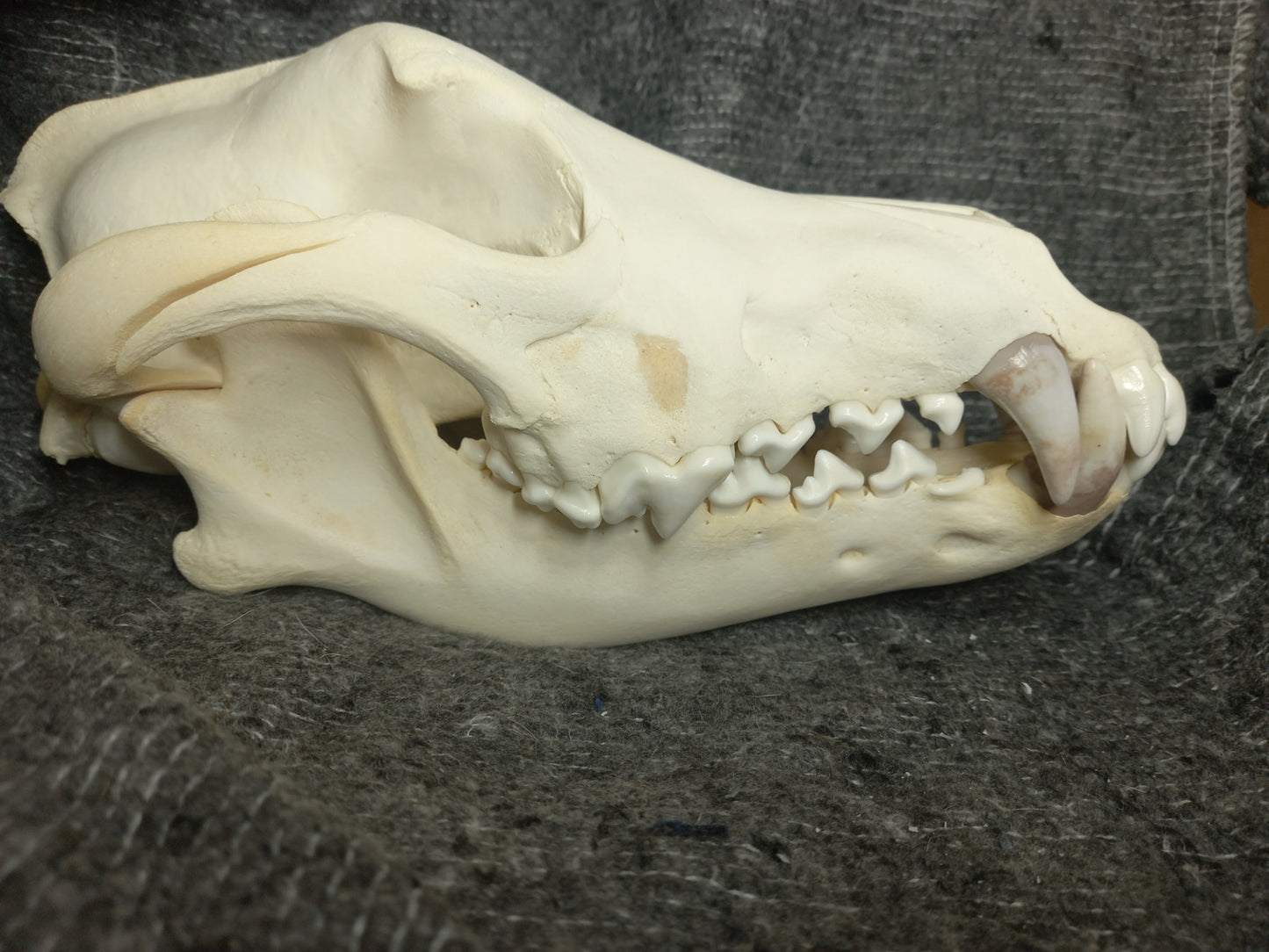 Timber Wolf Skull - dental pathology (inc shipping)