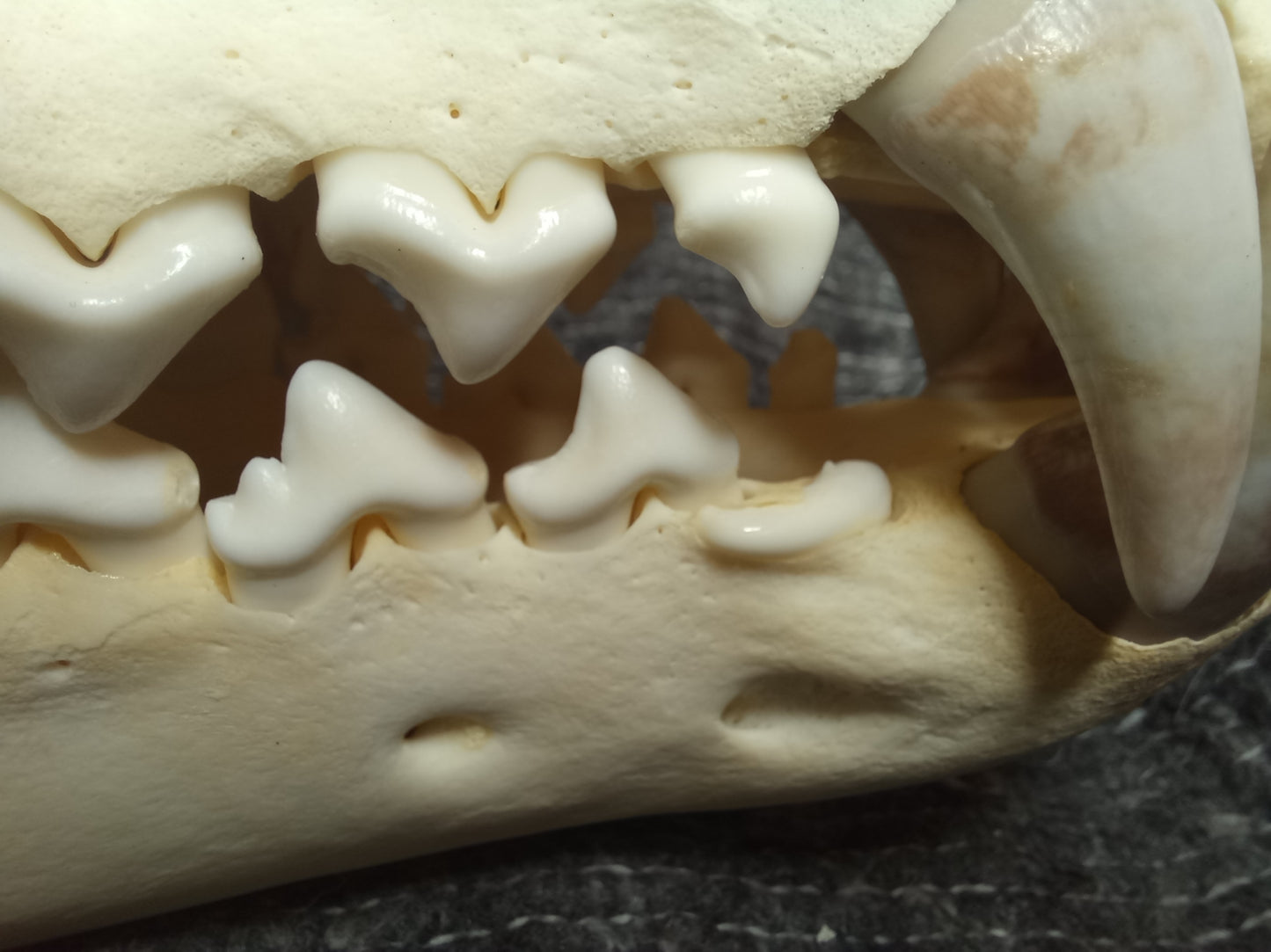 Timber Wolf Skull - dental pathology (inc shipping)