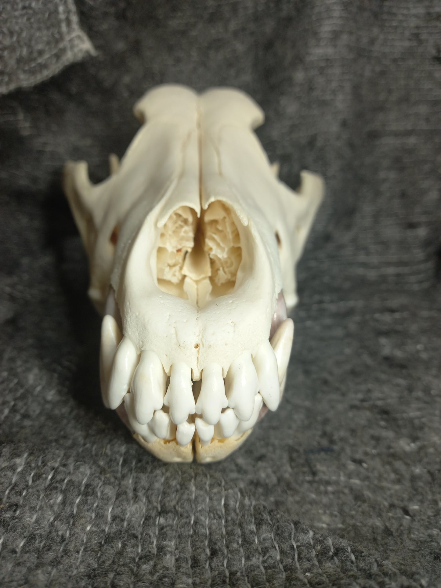Timber Wolf Skull - dental pathology (inc shipping)