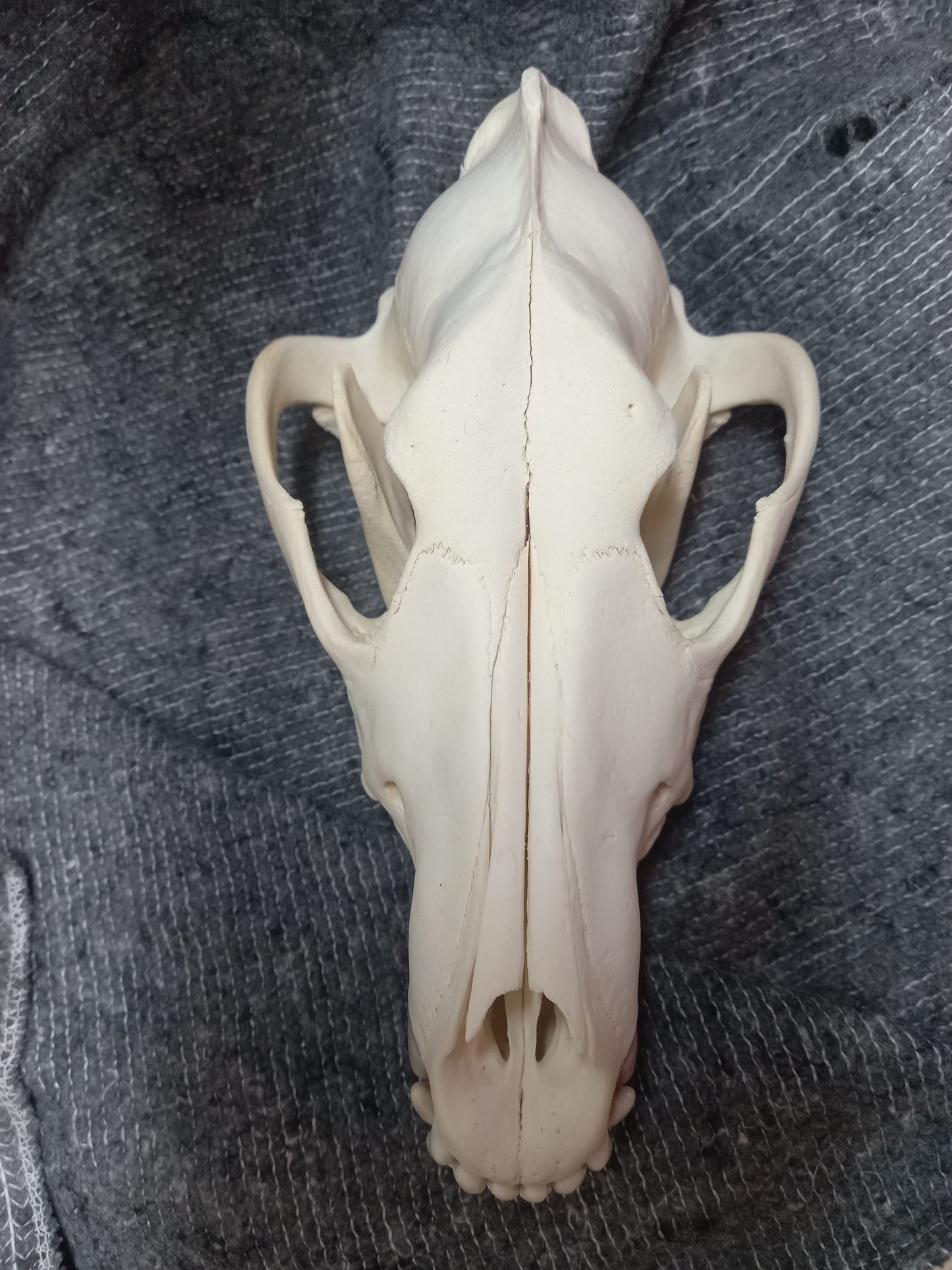 Timber Wolf Skull - dental pathology (inc shipping)