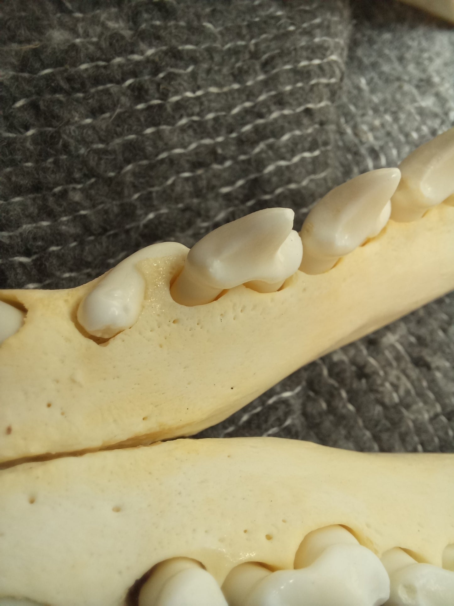 Timber Wolf Skull - dental pathology (inc shipping)