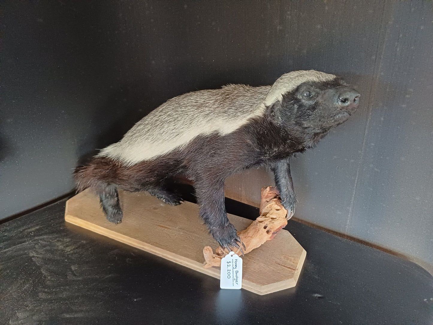 Honey badger full taxidermy mount