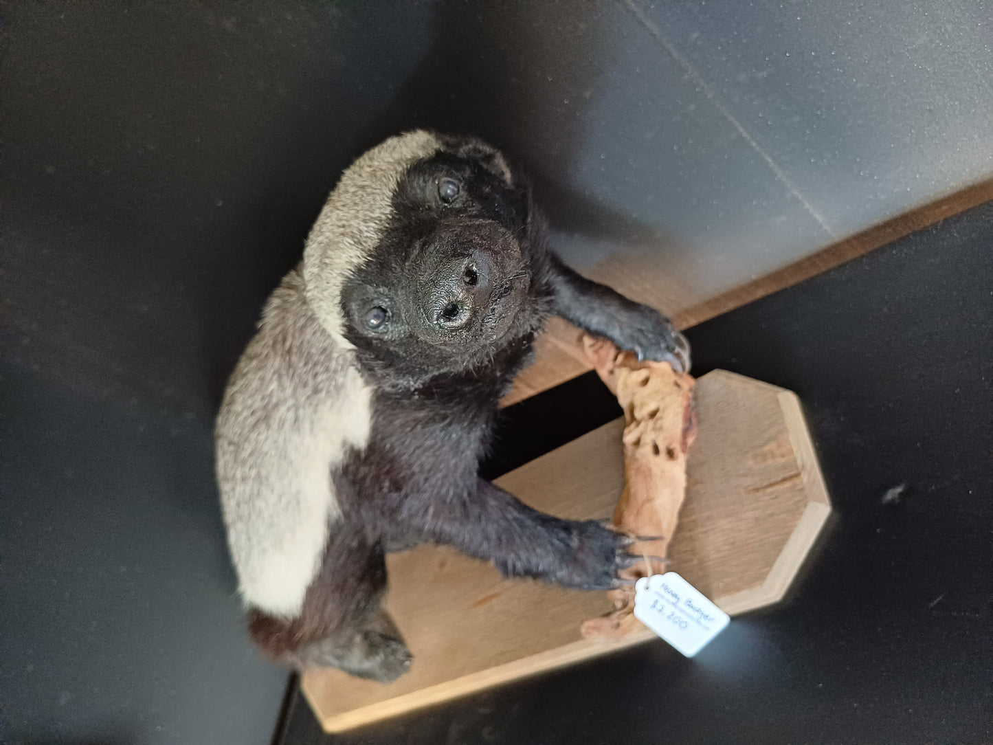 Honey badger full taxidermy mount