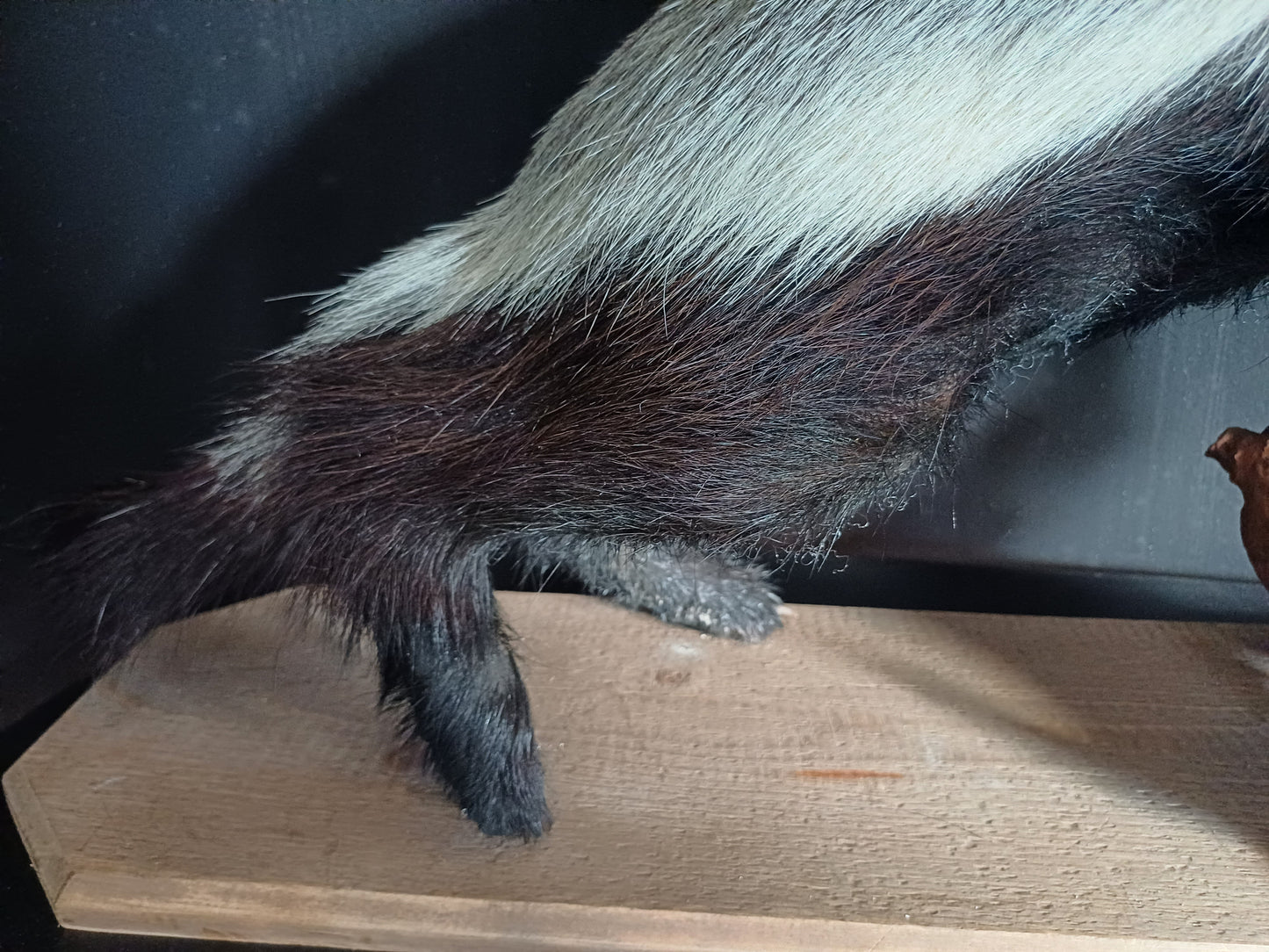 Honey badger full taxidermy mount