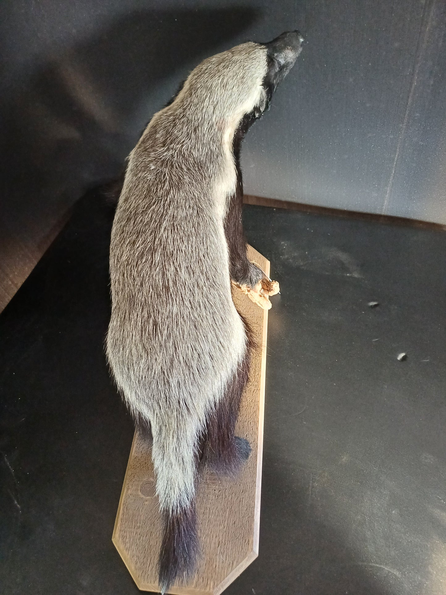 Honey badger full taxidermy mount