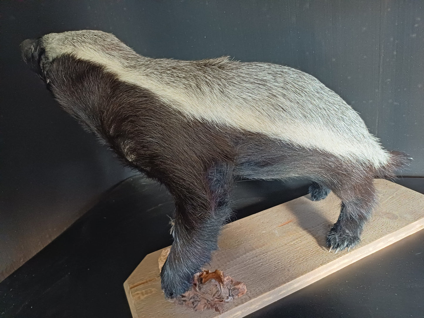 Honey badger full taxidermy mount