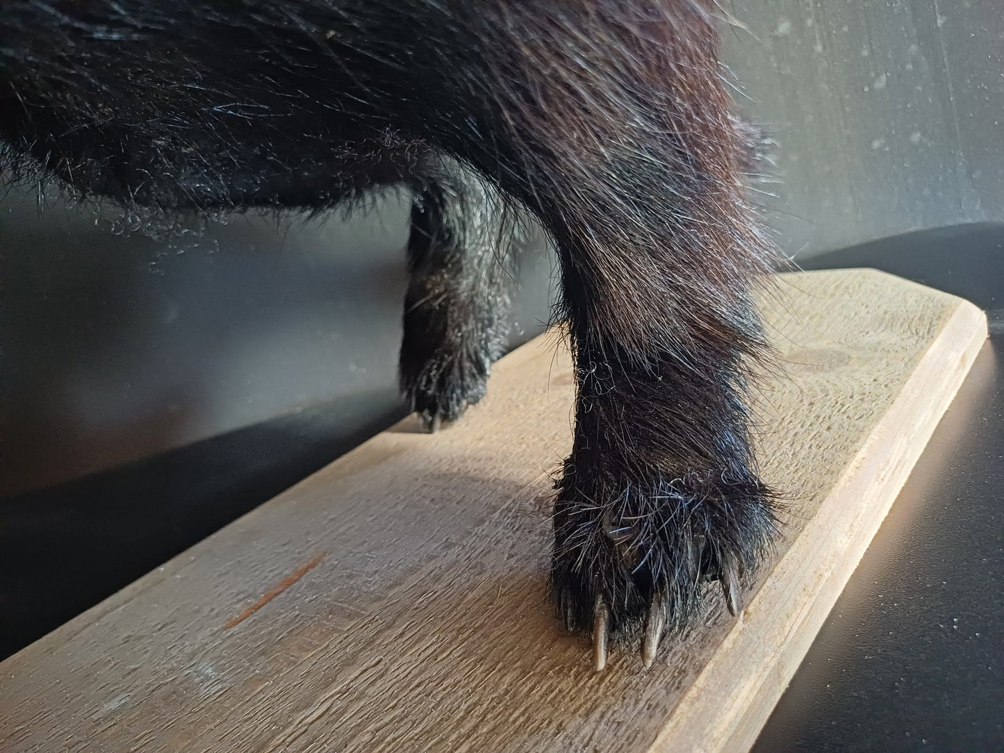 Honey badger full taxidermy mount