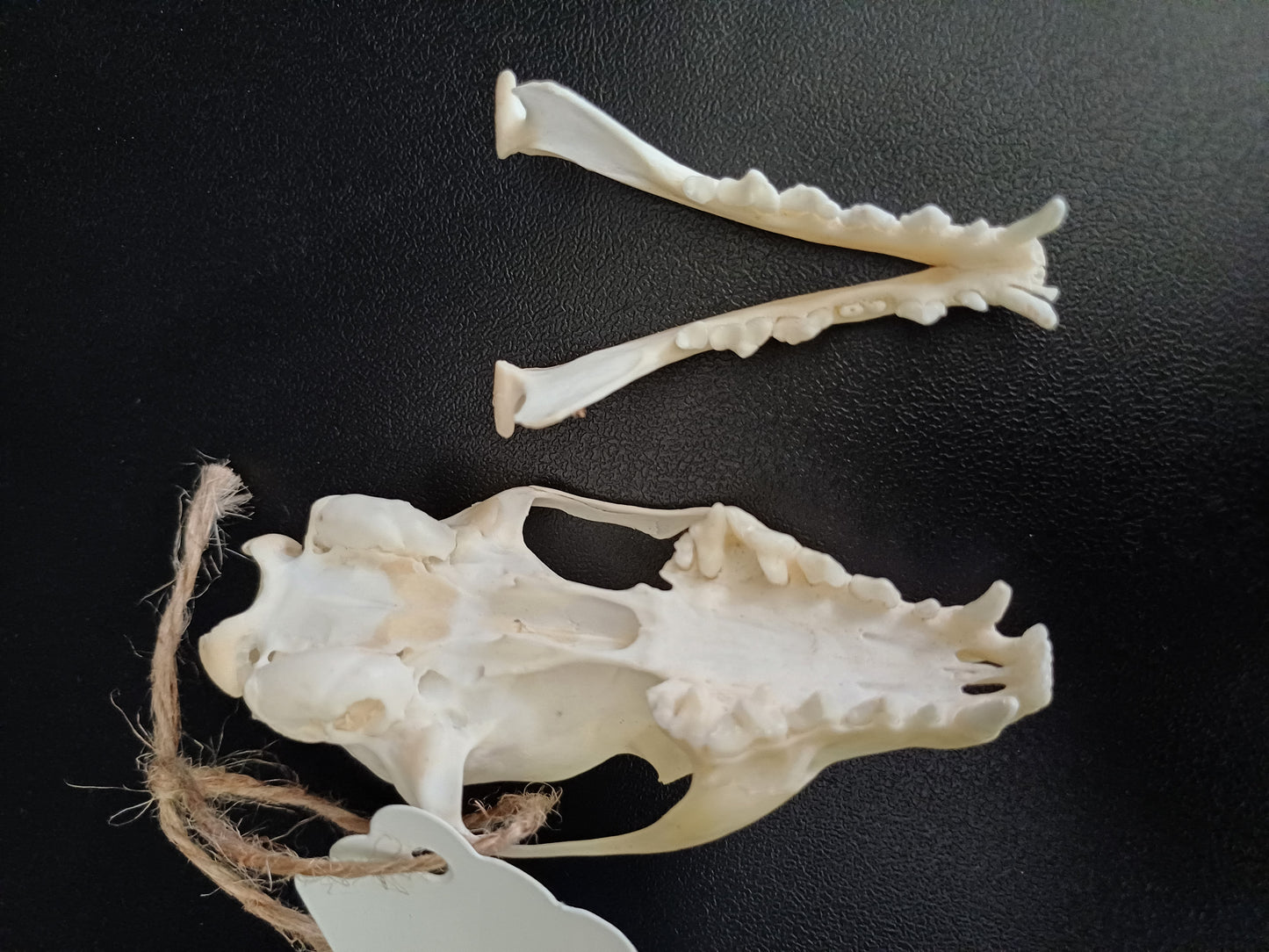 Common Genet skull
