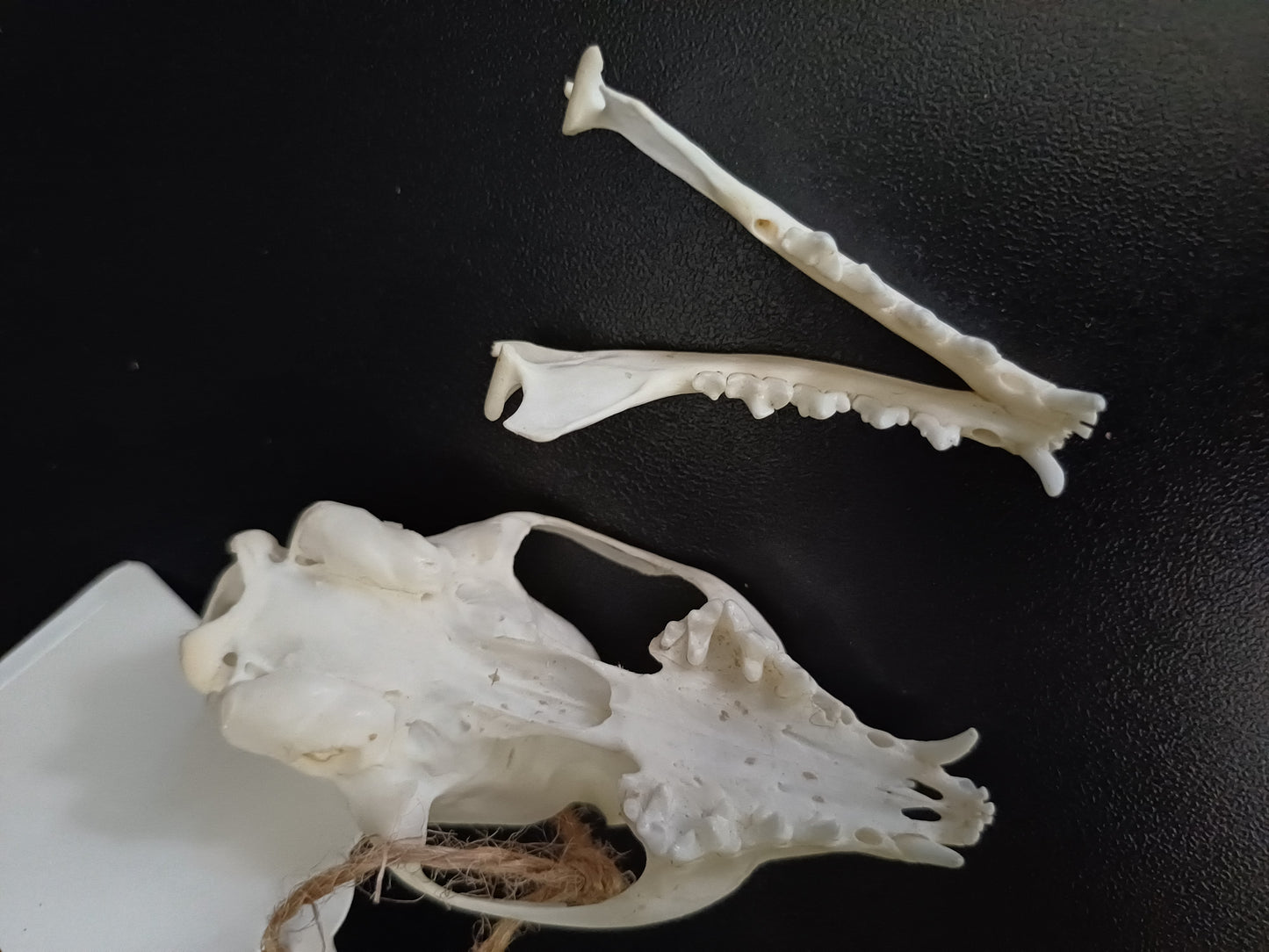 Common Genet skull