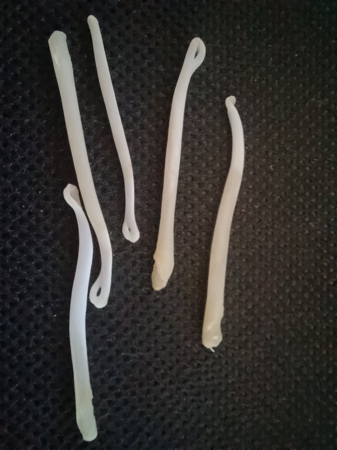 Pine Marten Baculum