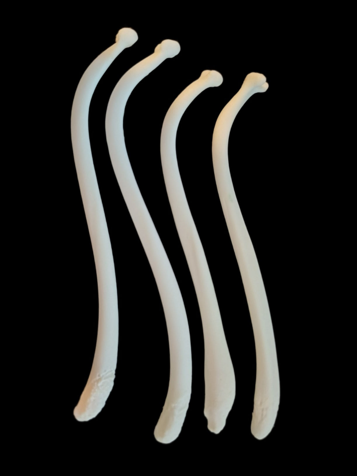 Raccoon Baculum SkullsandSkinsForSale