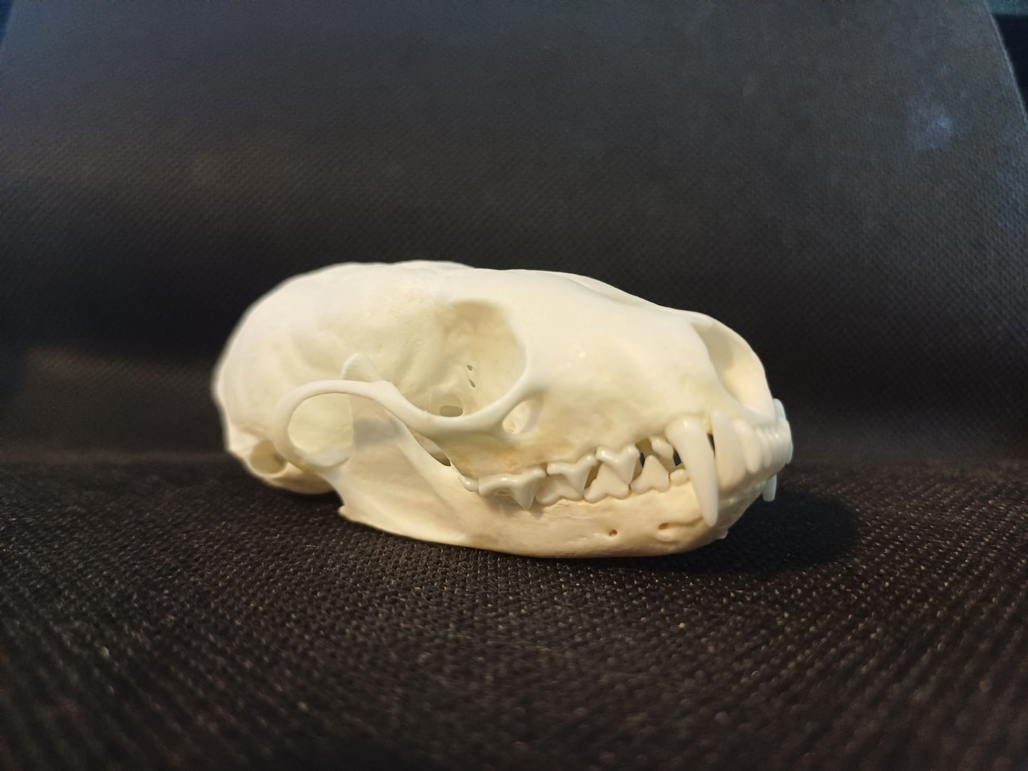 Pine Marten Skull