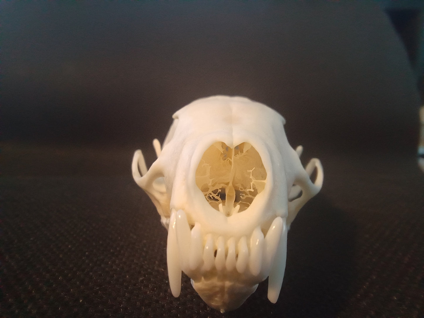 Pine Marten Skull