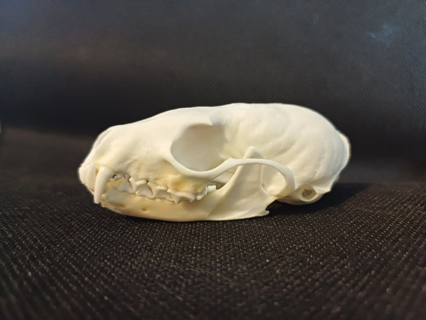 Pine Marten Skull