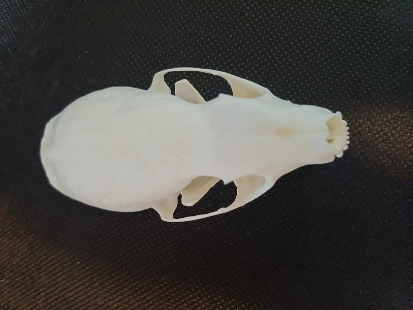 Pine Marten Skull