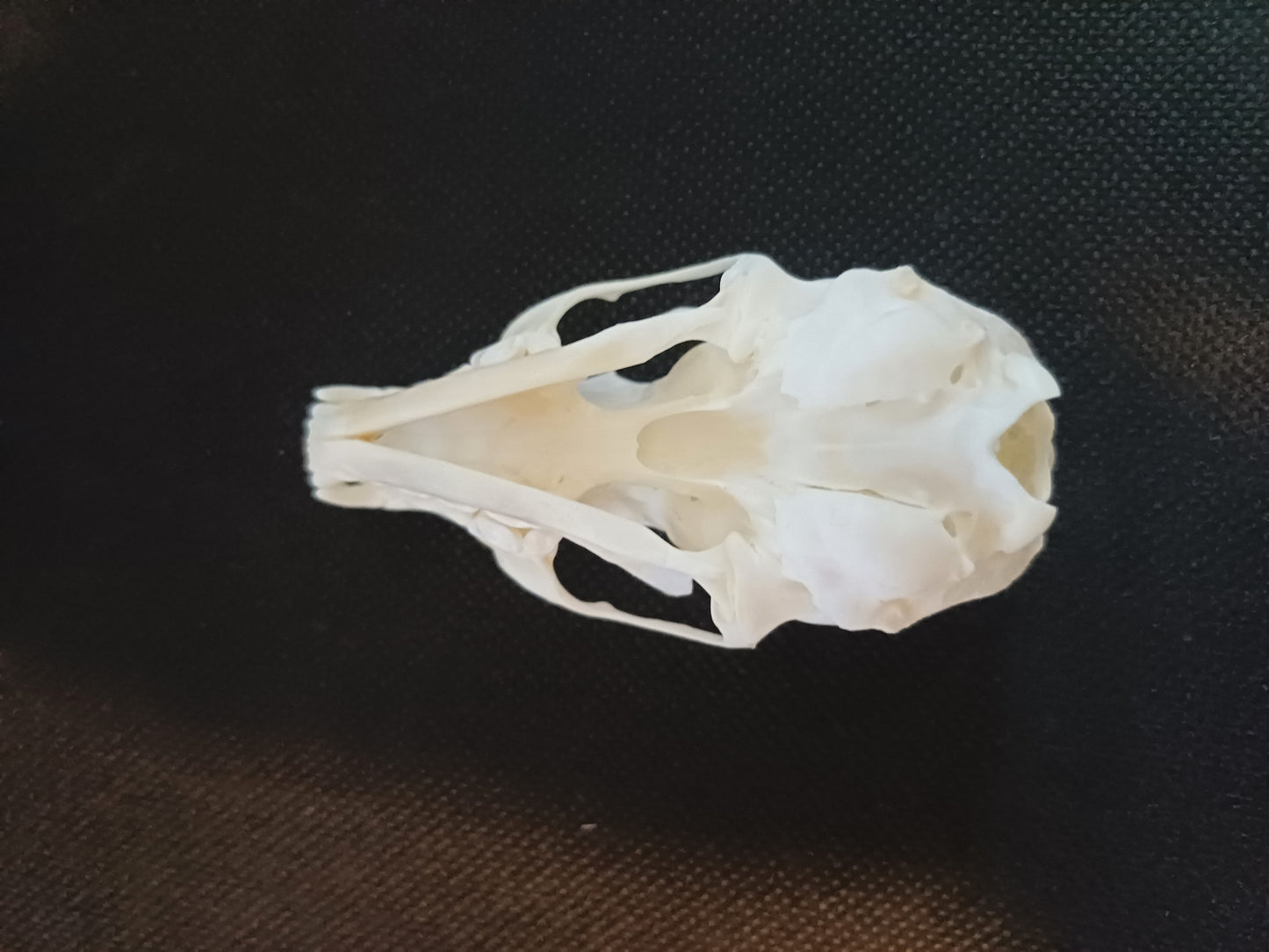 Pine Marten Skull
