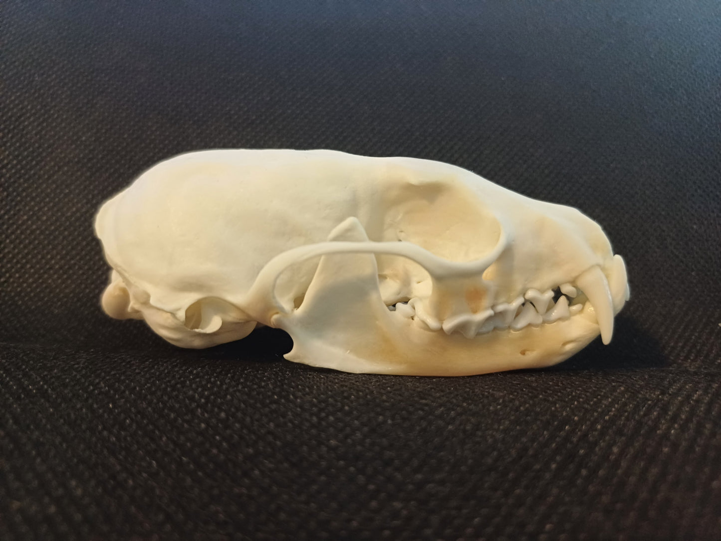 Pine Marten Skull