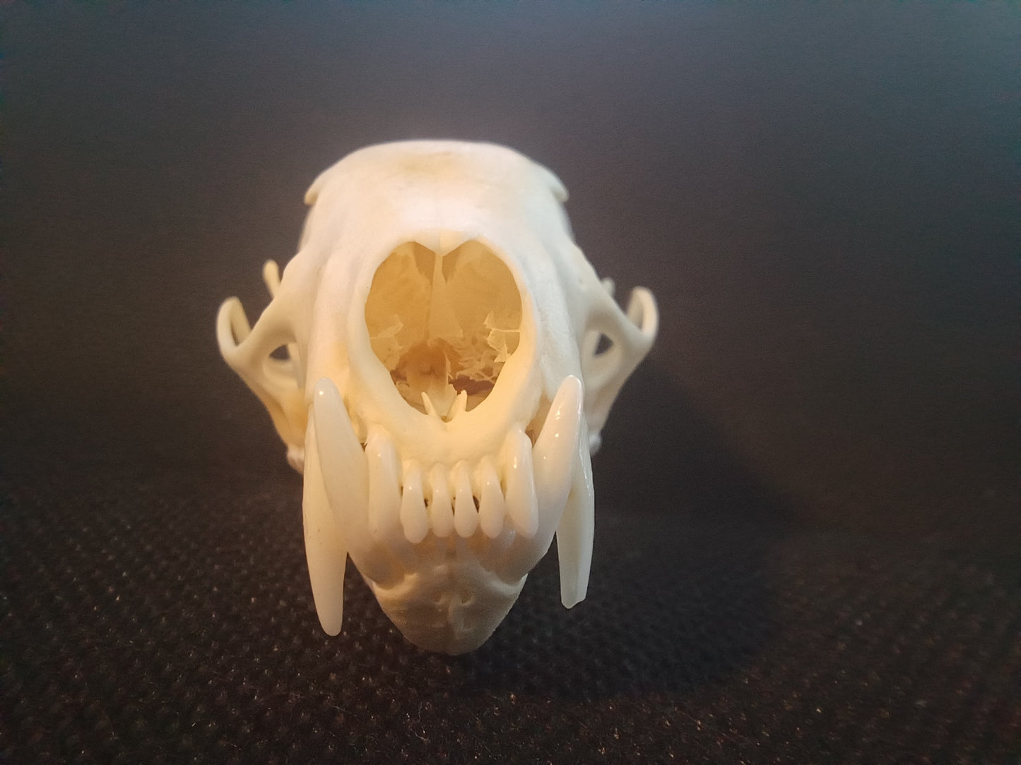 Pine Marten Skull
