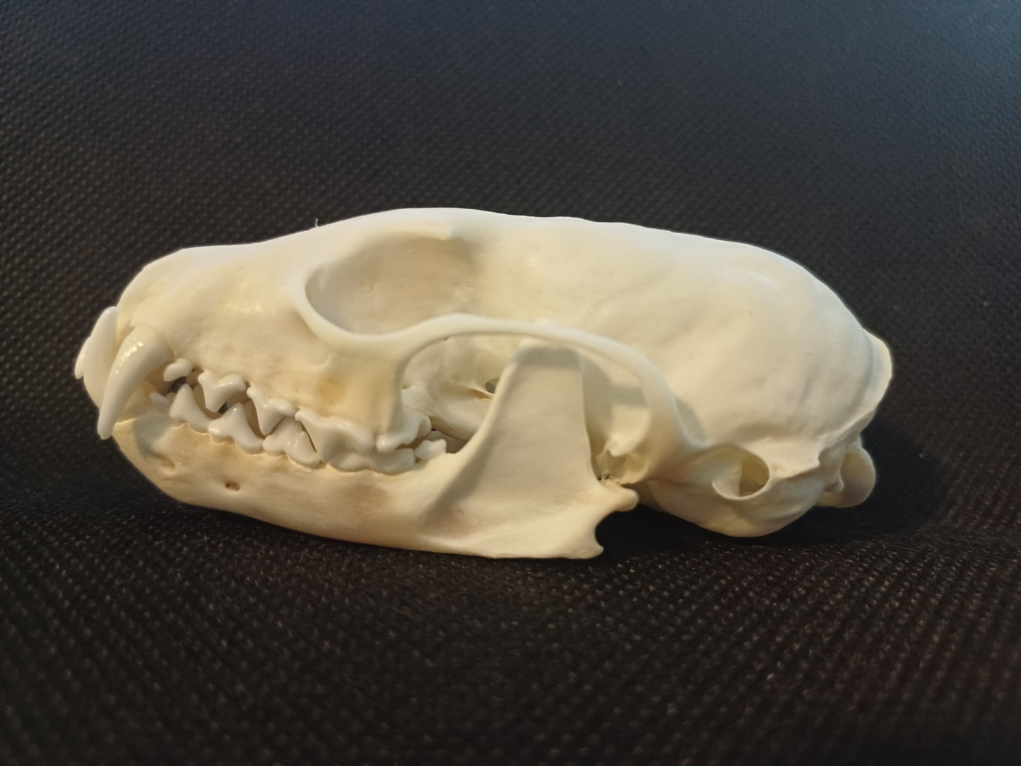 Pine Marten Skull