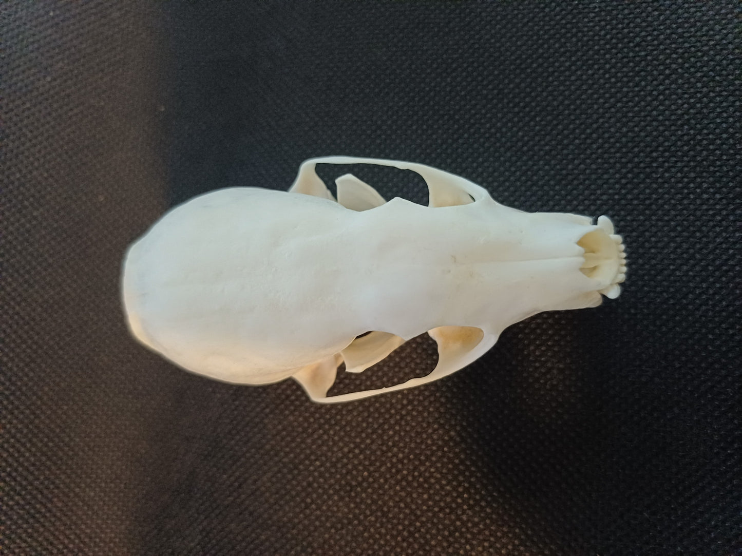 Pine Marten Skull
