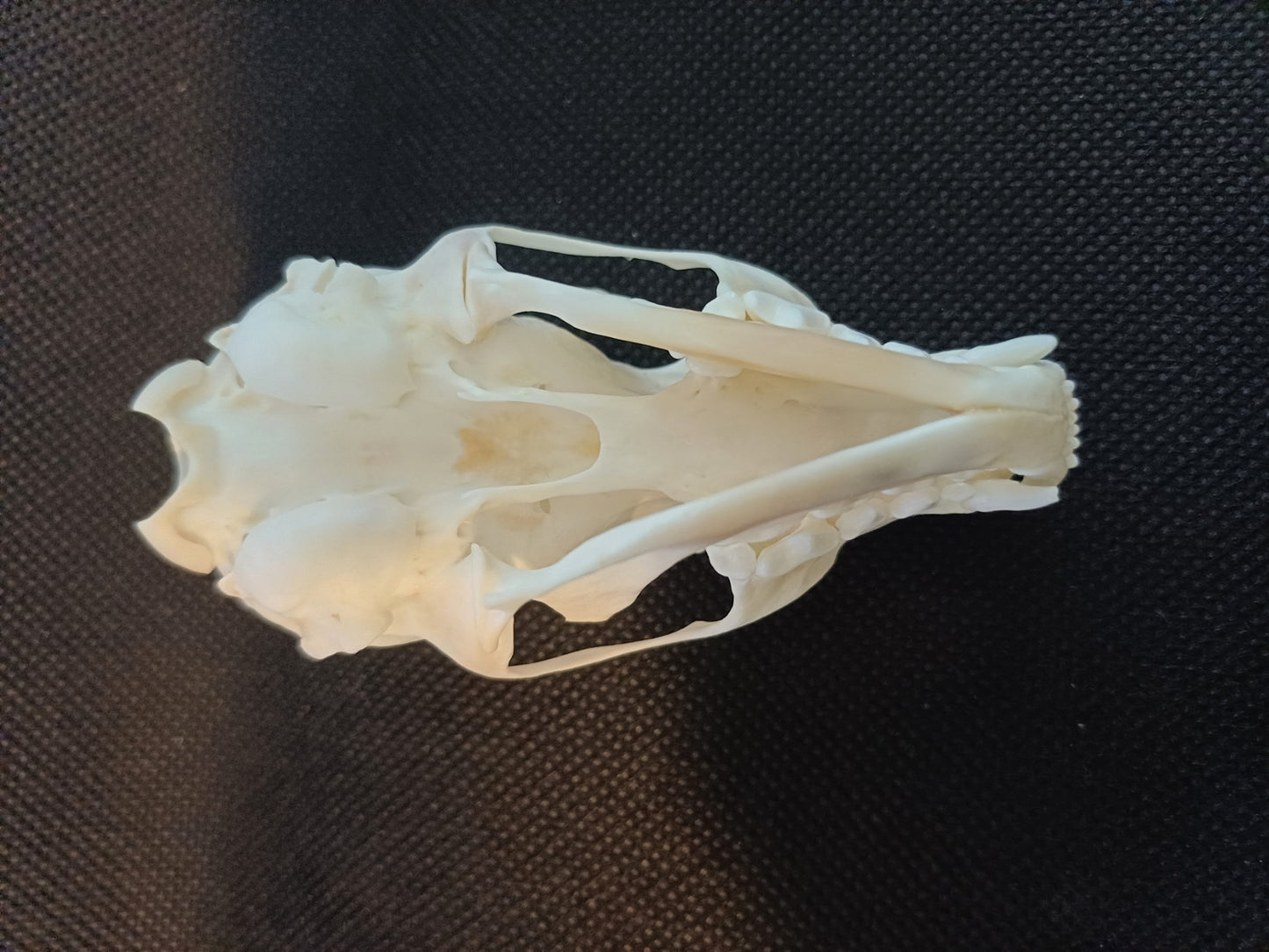 Pine Marten Skull