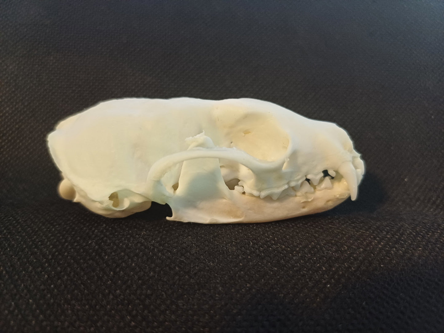 Pine Marten Skull