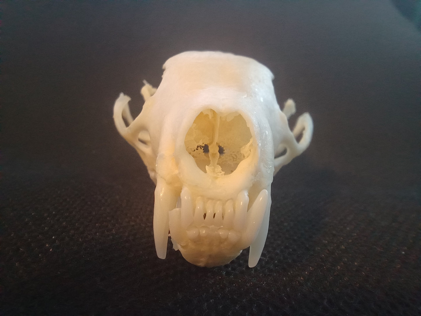Pine Marten Skull